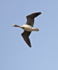 Greater White fronted Goose immature